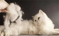 猫咪身上大量掉毛是什么原因引起的