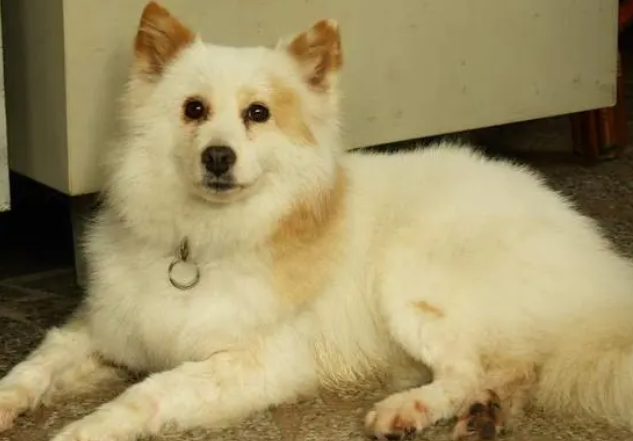 要怎么样摸狐狸犬比较好