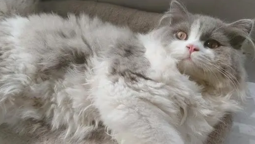 高地猫属于什么品种的 高地猫属于什么品种的