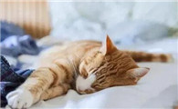 猫为什么会趴在头上睡呢