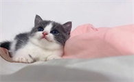 猫咪为什么找不到声音就叫个不停