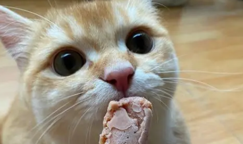 饱崽饭猫条好吃吗? 饱崽饭猫条好吃吗?