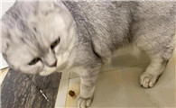 小猫不大便会如何