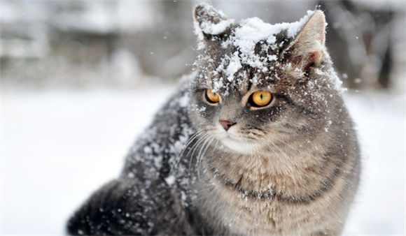 踏雪猫是什么猫？是白脚狸花猫