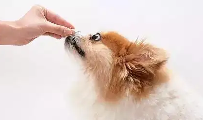 宠物降糖片的用法是什么? 宠物降糖片的用法是什么?