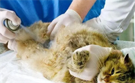 猫子宫蓄脓症状有哪些表现