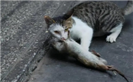 猫咪能吃老鼠嘛为什么呢