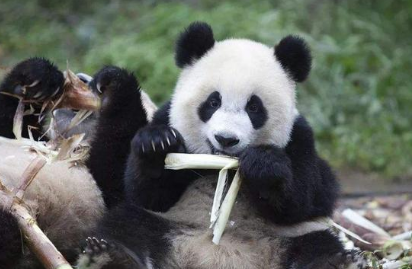 大熊猫吃什么食物？