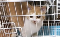 猫咪为什么喜欢笼子外面呢