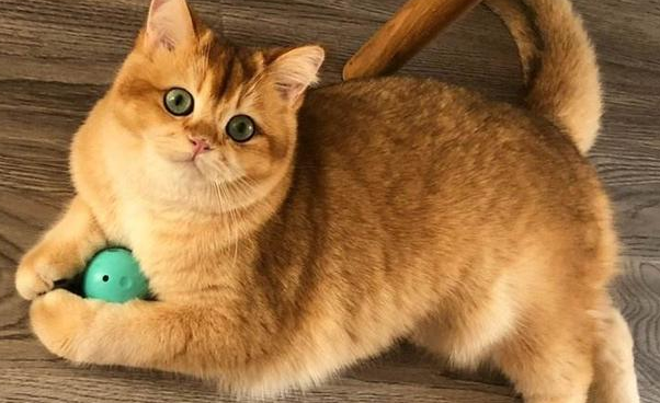 金渐层猫的缺点有哪些
