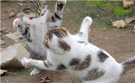 猫为什么攻击同类