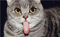 猫咪舌头为什么那么粗糙呢