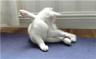 猫咪为什么要往后伸腿走呢