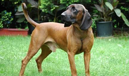 你们说,汉诺威猎犬怎么养最好? 你们说,汉诺威猎犬怎么养最好?
