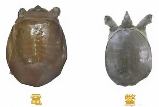 鼋和鳖的区别以及鼋的神话故事-宠物网