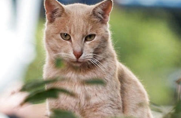 麒麟猫尾巴怎么形成的