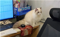 猫咪为什么喜欢跟我吵闹呢