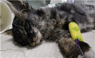 猫瘟的症状是哪些呢