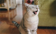 猫腹式呼吸是怎么样的啊？