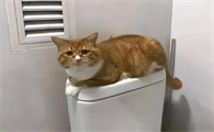 为什么猫咪会蹲厕所很久呢