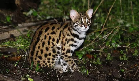 石虎猫药用功效 石虎猫药用功效