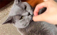 猫咪为什么咬我额头呢