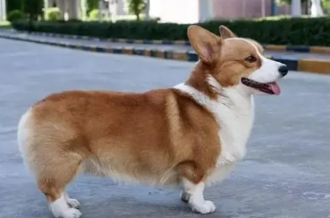柯基犬是小型犬还是中型犬呢