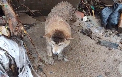 洪水受灾严重村子里，发现了一只受到惊吓的小狗，好可怜