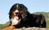一文详解：恩特雷布赫山地犬有哪些特征？
