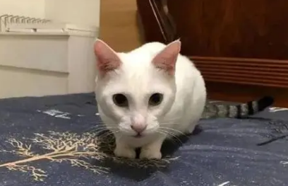 拖枪猫很稀少吗?有什么特点? 拖枪猫很稀少吗?有什么特点?