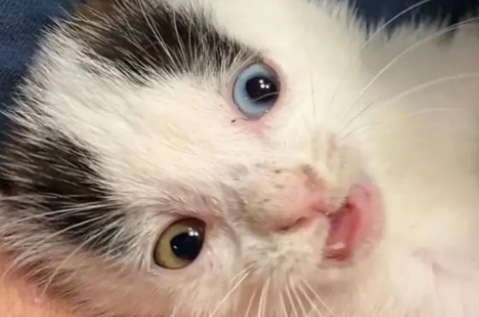 买了星期猫怎么应对