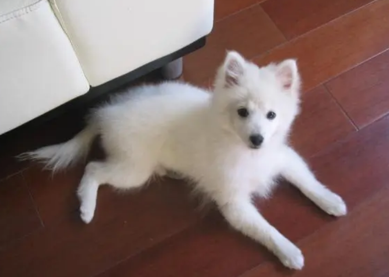 银狐犬的寿命有多长时间