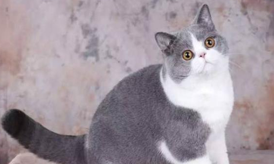 汤姆猫是什么品种的猫