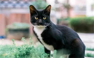 捡到乌云盖雪猫好不好