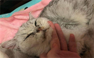 猫瘟感染第八天仍在拉稀还能好吗吃什么药
