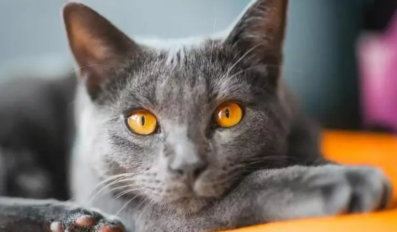 夏特尔猫介绍！