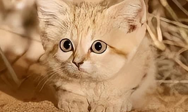 沙漠猫：沙漠中的“捕蛇者”，把毒蛇当辣条吃，能一个月不喝水