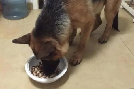 自制马犬狗粮的做法大全