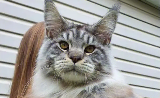 俄罗斯缅因猫多大 俄罗斯缅因猫多大