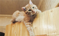猫咪为什么变胆小的原因呢