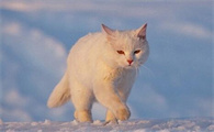 猫咪溺水后不吃东西怎么办呢