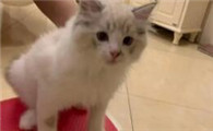 星期猫怎么辨别