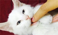 猫咪为什么老咬人呢还叫个不停