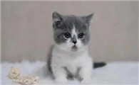 新到家的小猫不吃东西怎么办才好呢