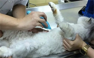 猫咪为什么会心脏肿大呢