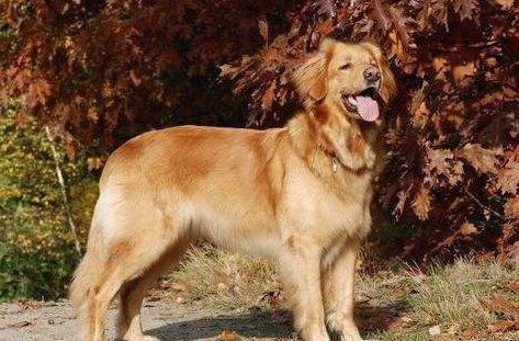 霍夫瓦尔特犬和金毛的区别在哪？感兴趣的来看看吧