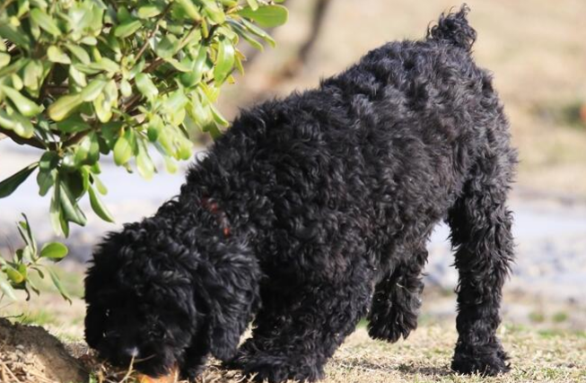 长卷毛猎犬吃什么比较好? 长卷毛猎犬吃什么比较好?