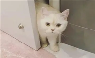 猫咪为什么喜欢去浴室门口啊