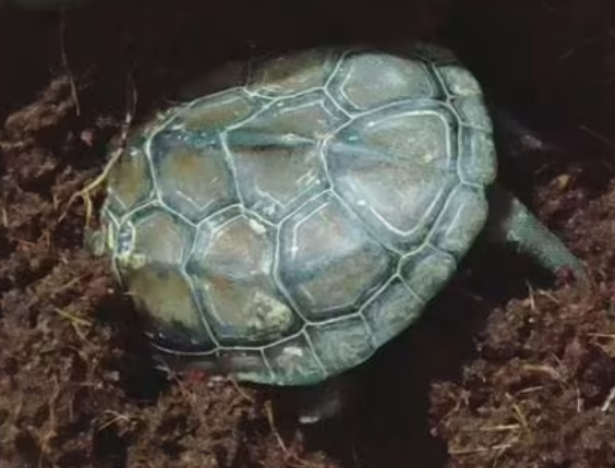 巴西龟冬眠怎么样护理最好 巴西龟冬眠怎么样护理最好