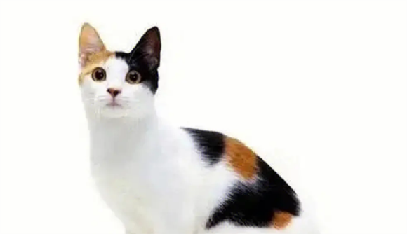 为什么三花猫逐渐在宠物市场“出圈”?网友:养了就不想换猫了 为什么三花猫逐渐在宠物市场“出圈”?网友:养了就不想换猫了
